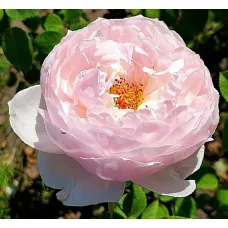 Пиони Пинк (Peony Pink)