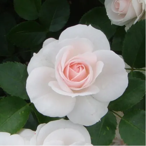 Аспирин (Aspirin Rose) (ЗКС)