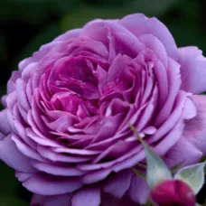 Тельма (Rose Thelma)