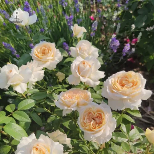 Роза «Лайонс Роуз» (Lions Rose) — Немецкая флорибунда из серии «Сказочные розы»