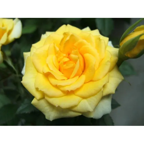Еллоу Эвелин (Yellow Eveline) (ЗКС)