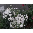 Аспирин (Aspirin Rose) (ЗКС)