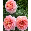 Абрахам Дерби (Abraham Darby)  (ЗКС)
