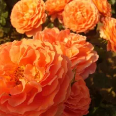 Оранж Мейлав (Orange Meilove)
