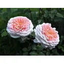 Абрахам Дерби (Abraham Darby)  (ЗКС)