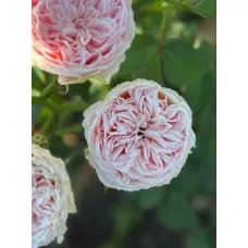Пиони Пинк (Peony Pink)
