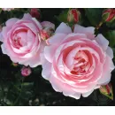 Иннер Вил Форевер (Inner Wheel Forever) (ЗКС)