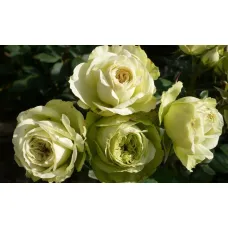 Роза Лавли Грин (Lovely Green) 