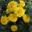 Еллоу Эвелин (Yellow Eveline) (ЗКС)