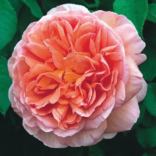 Абрахам Дерби (Abraham Darby)  (ЗКС)