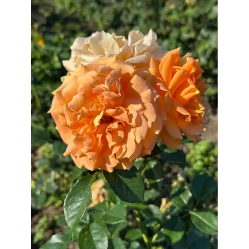 Роза Гольдэльзе (Goldelse)