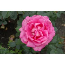 Роза Эсмеральда (Esmeralda)