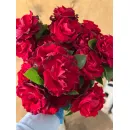Роза Омаж а Барбара