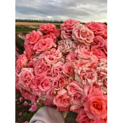 Роза Амстердам
