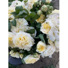 Роза Эшли