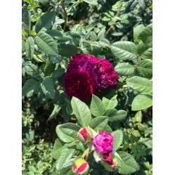 Перпл Лодж (Purple Lodge)