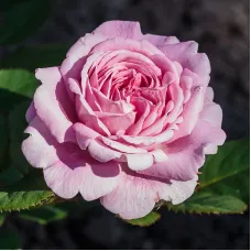 Розенграфин Мария Генриетта (Rosengräfin Marie Henriette) 
