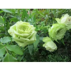 Роза Зеленый чай (Green Tea)