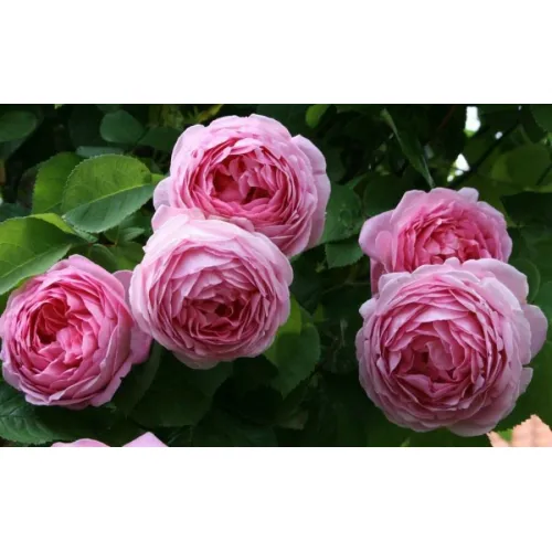 Констанс (Constance) (ЗКС)