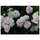 Аспирин (Aspirin Rose) (ЗКС)