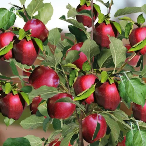 Яблоня Ред Делишес