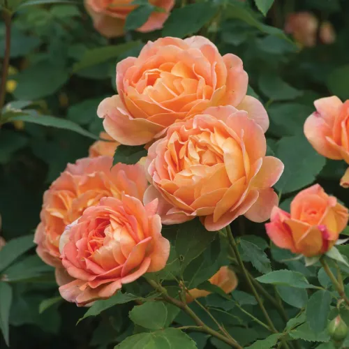 Леди оф Шалот (Lady of Shalott)