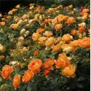 Леди оф Шалот (Lady of Shalott)