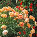 Леди оф Шалот (Lady of Shalott)
