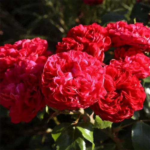 Роза Ред Эден