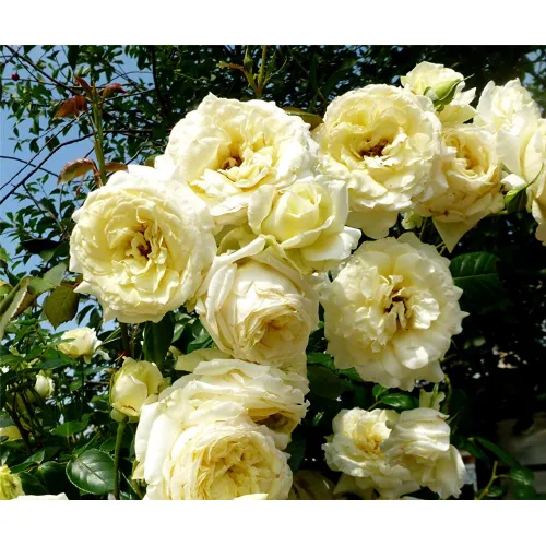 Роза Эльф