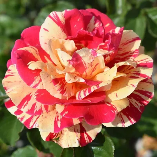 Ванилла Фрейз (Vanille Fraise)