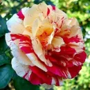 Ванилла Фрейз (Vanille Fraise)