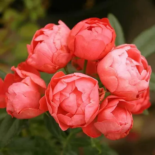 Оранж Морсдаг (Orange Morsdag)