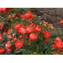 Оранж Морсдаг (Orange Morsdag)