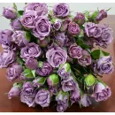 Перпл Симфони (Purple Symfony)
