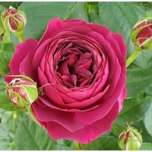 Роза Марун (ЗКС)