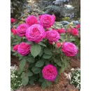 Роза Хайди Клум