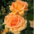 Роза Гольдэльзе (Goldelse)