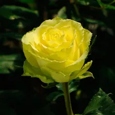 Роза Лимбо