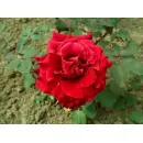 Роза Матильда