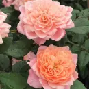 Роза Микото