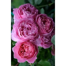 Тсукиёми (Tsukiyomi)