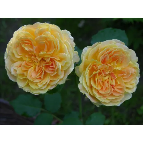 Роза Молинью (ЗКС)