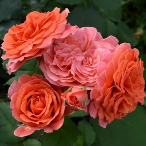 Роза Эмельен Гийо (ЗКС)