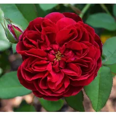 Роза Дарси Басселл (ЗКС)
