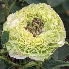 Роза Грин Планет (ЗКС)