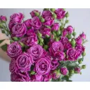 Перпл Эссенс (Purple Essence) (ЗКС)