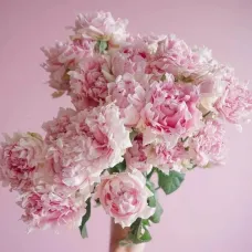 Роза Кэнди Флоу (ЗКС)