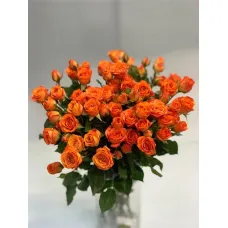 Роза Лайт Оранж (ЗКС)