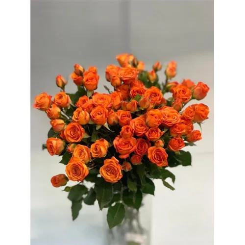 Роза Лайт Оранж (ЗКС)